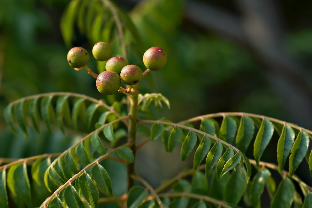 plant, nature, tree, herbal, botany, plant, plant, plant, plant, plant, nature, tree, herbal, botany